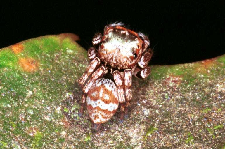 Euryattus_bleekeri_RF0420_O_78_Palmerstone park_Australie.jpg